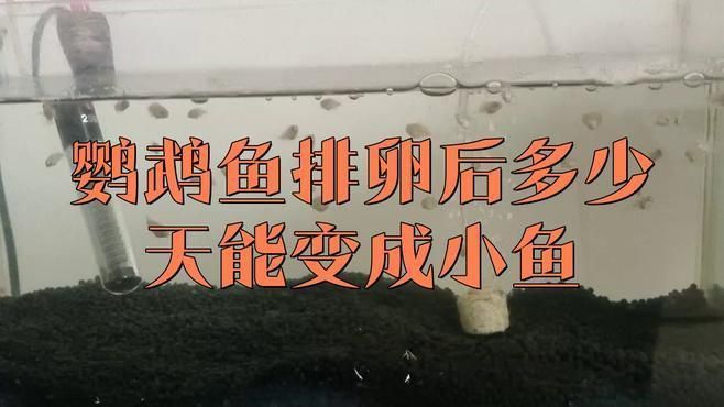 迷你鸚鵡魚(yú)卵孵化要幾天