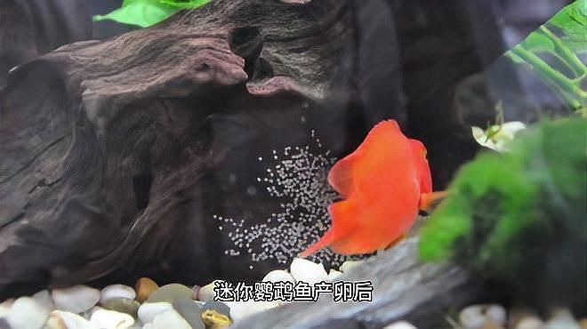 迷你鸚鵡魚(yú)卵孵化要幾天