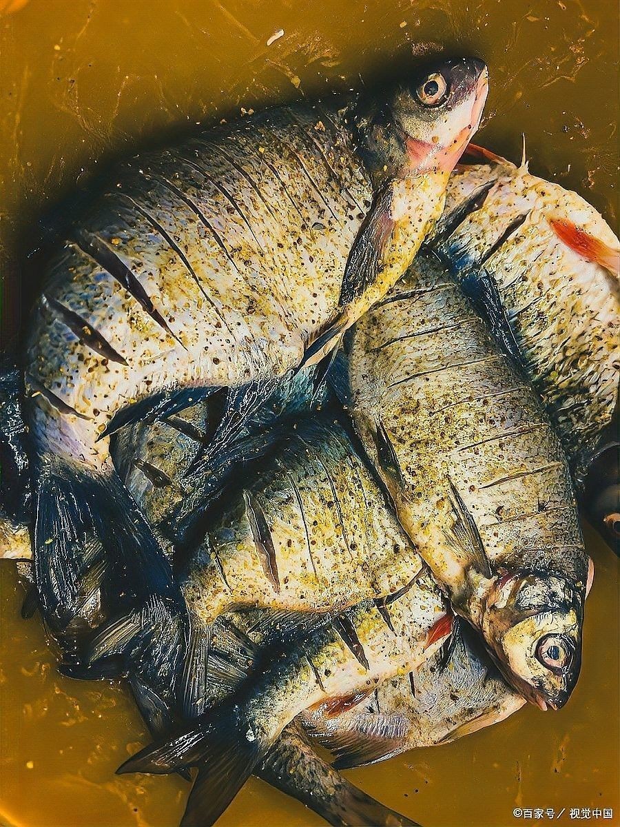 龍魚鰓蓋小洞如何預防感染？