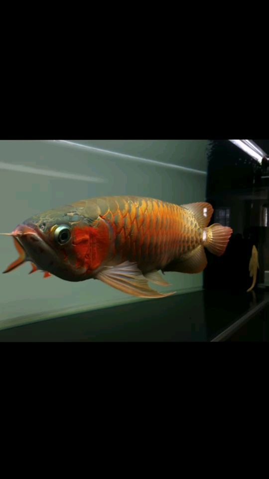 榆林水族批發市場在哪里啊電話多少（全國第一批遺產名錄）