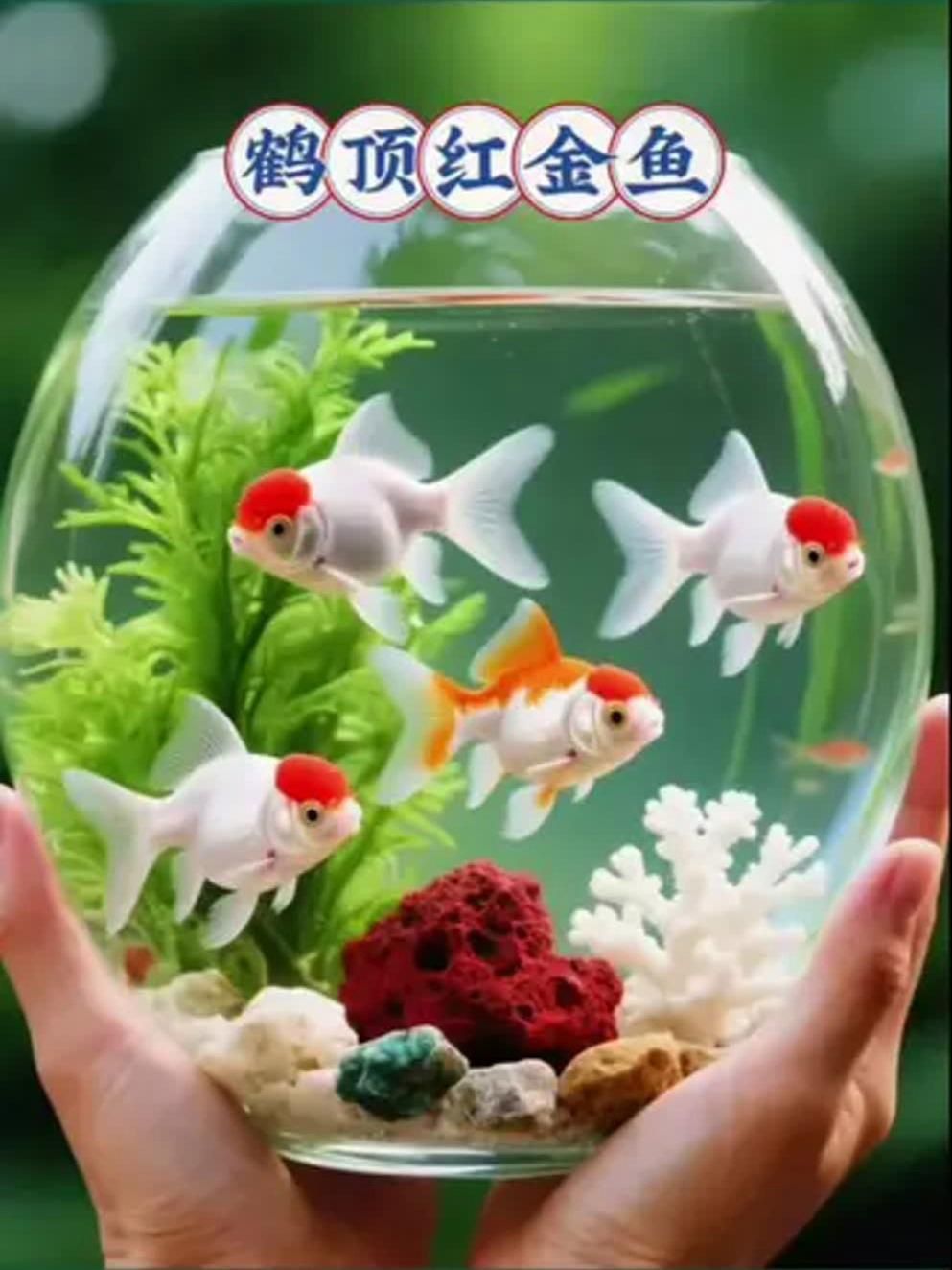 金魚觀賞魚