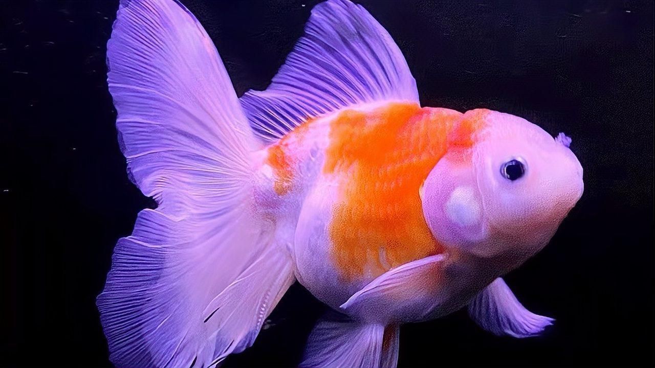 金魚觀賞魚