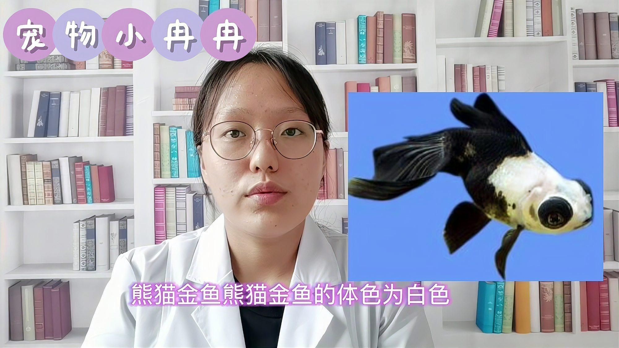 金魚觀賞魚