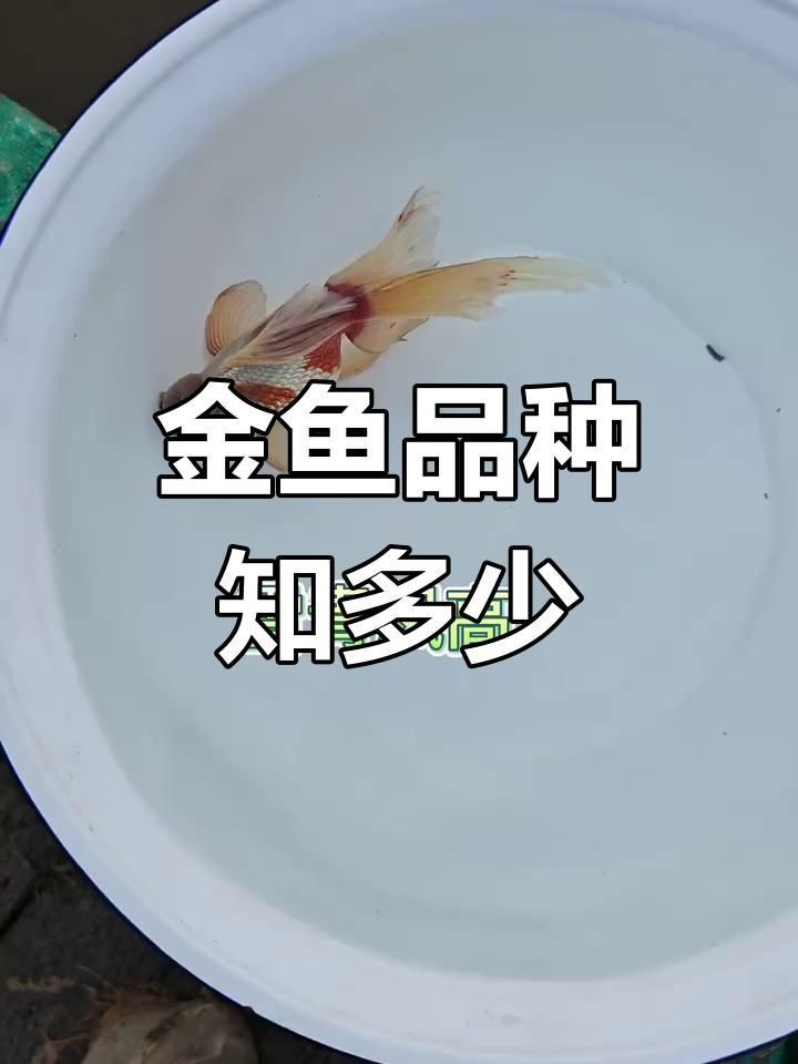 金魚觀賞魚