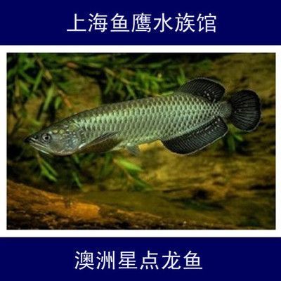 像龍魚的淡水魚（六角龍魚、虎紋恐龍王魚、虎紋恐龍王魚和金龍魚外觀相似的淡水魚）