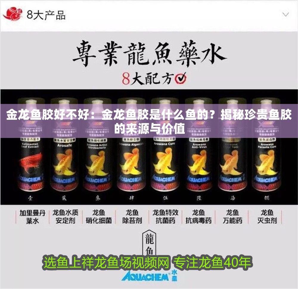 金龍魚膠好不好：金龍魚膠是什么魚的？揭秘珍貴魚膠的來源與價值 金龍魚膠好不好：金龍魚膠是什么魚的？揭秘珍貴魚膠的來源與價值 龍魚百科 第1張