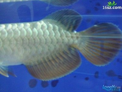 龍魚論壇官網首頁：關于龍魚論壇的一些詳細信息