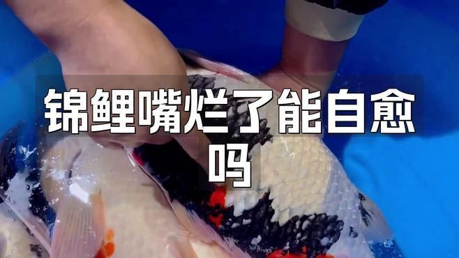 錦鯉嘴撞歪了多久能恢復 龍魚百科 第1張 錦鯉嘴撞歪了多久能恢復 錦鯉嘴撞歪了多久能恢復 龍魚百科 第1張