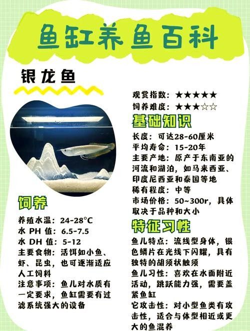 銀龍魚的飼養方法和配料圖片欣賞