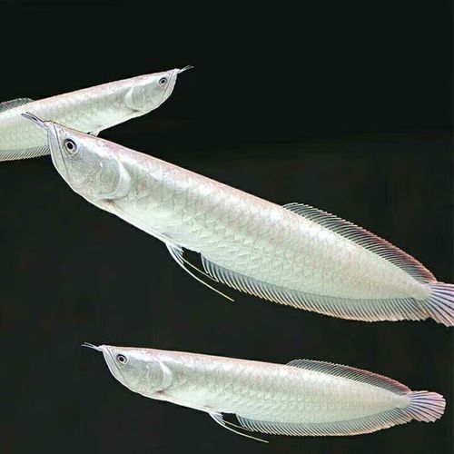 銀龍魚的飼養方法和配料圖片欣賞