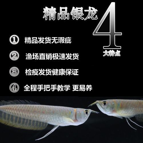 銀龍魚的飼養方法和配料圖片欣賞