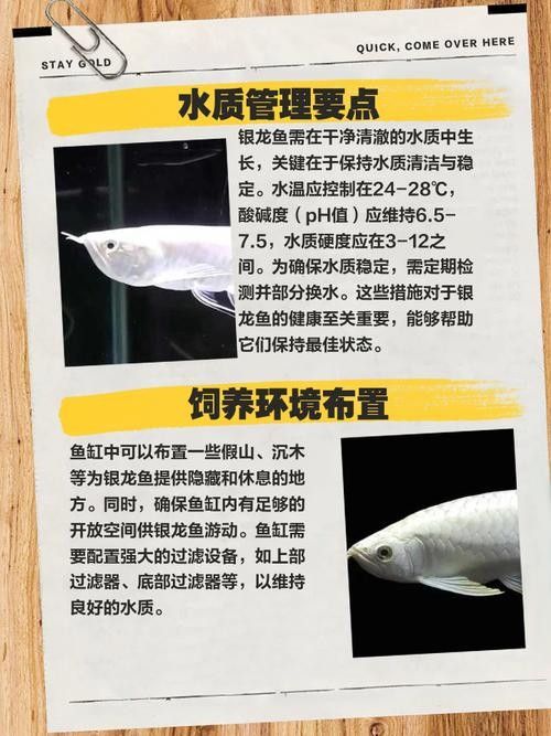 銀龍魚的飼養方法和配料圖片欣賞