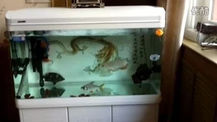 龍魚看到人撞缸怎么辦：如何改善龍魚水質環境，龍魚適應新環境的技巧