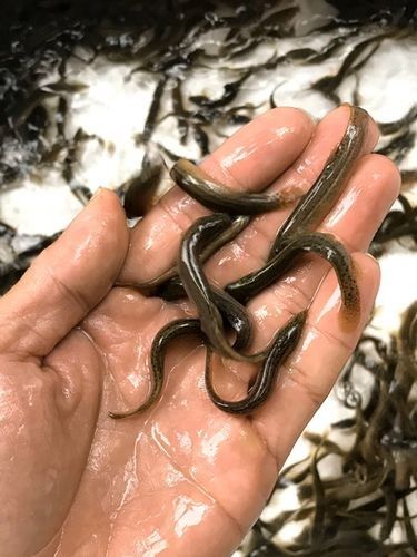 龍魚飼料魚用什么魚好釣