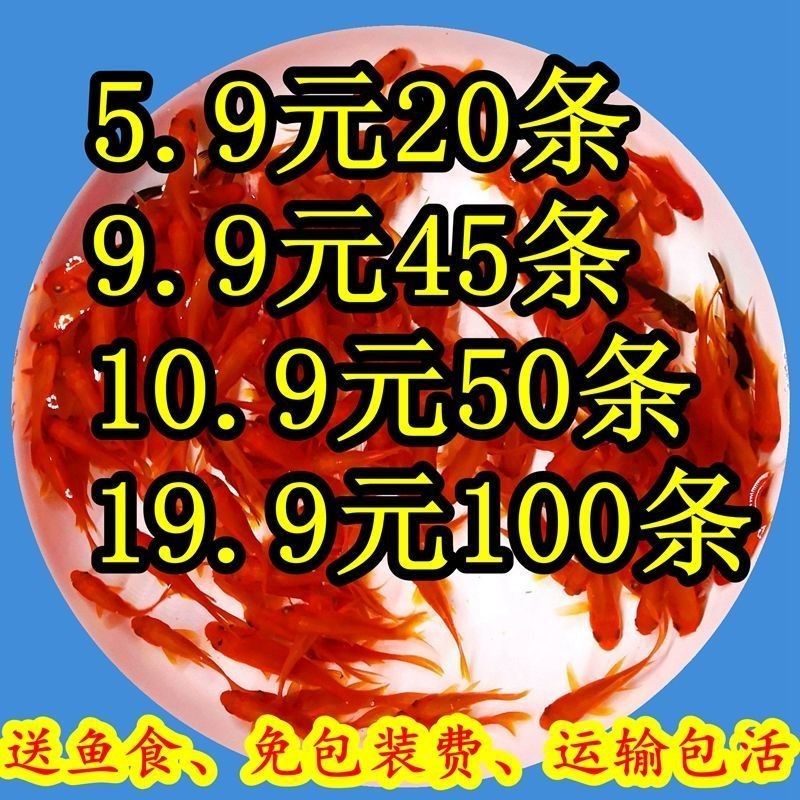 龍魚飼料魚用什么魚好釣