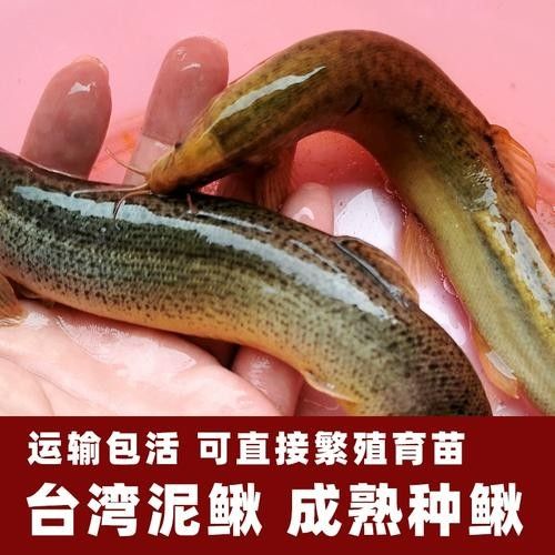 龍魚飼料魚用什么魚好釣