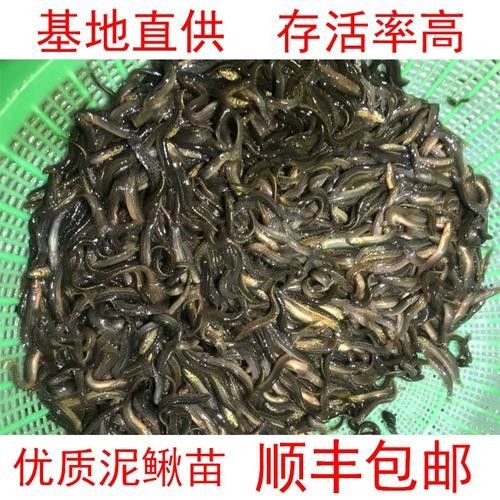 龍魚飼料魚用什么魚好釣