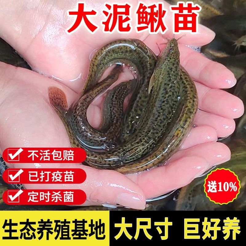 龍魚飼料魚用什么魚好釣