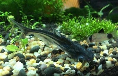 龍魚腹下黑色是什么：龍魚腹下的黑色物質是什么魚腹黑色膜是什么顏色