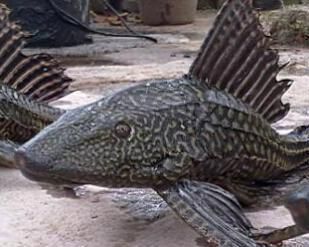 龍魚腹下黑色是什么：龍魚腹下的黑色物質是什么魚腹黑色膜是什么顏色