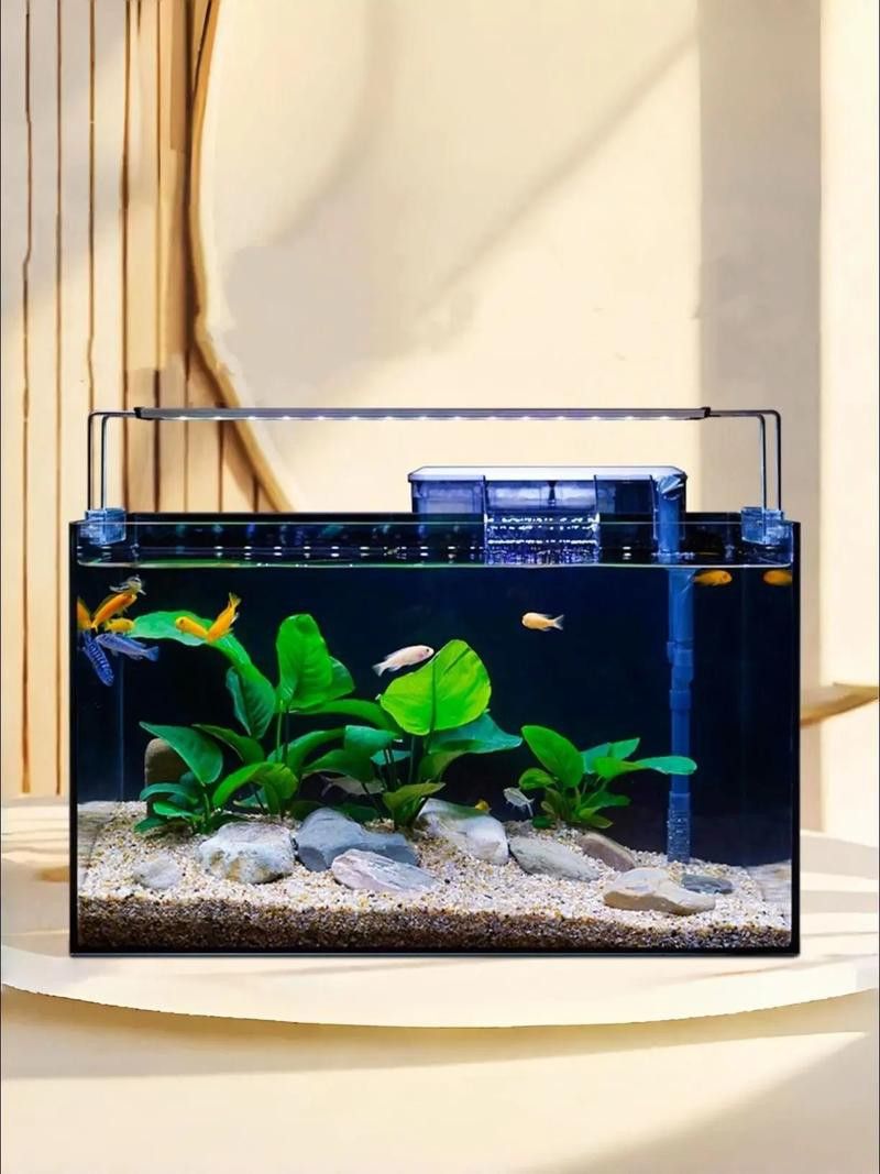 60cm缸養什么魚合適？