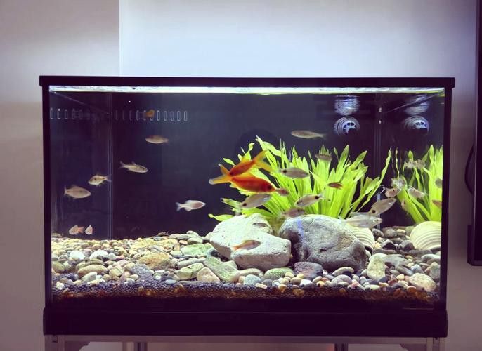 60cm缸養什么魚合適？