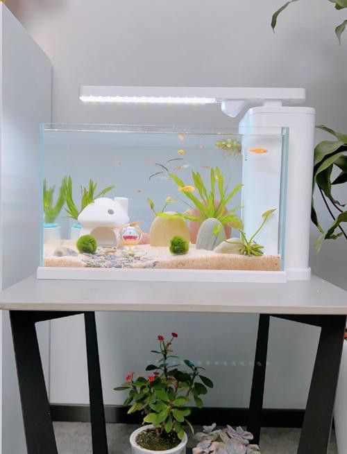 60cm缸養什么魚合適？