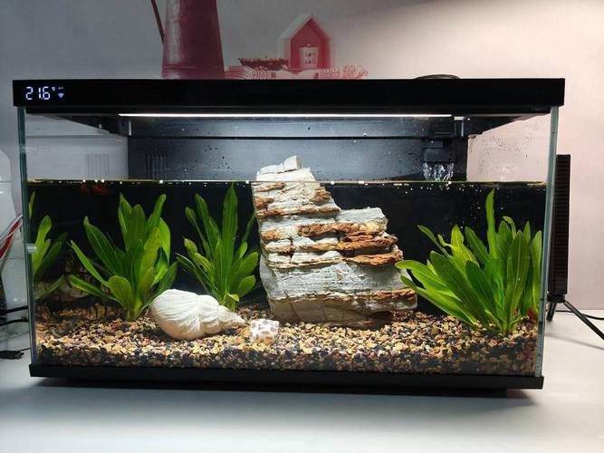 60cm缸養什么魚合適？