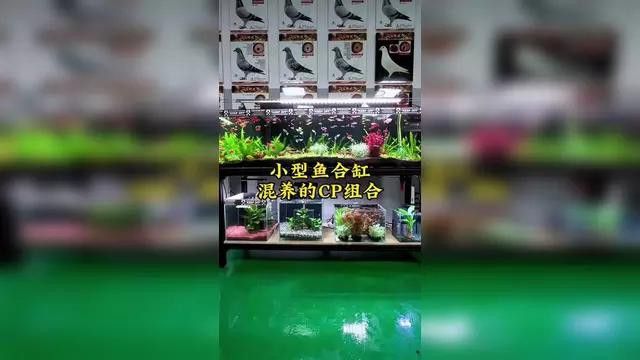60cm缸養什么魚合適？
