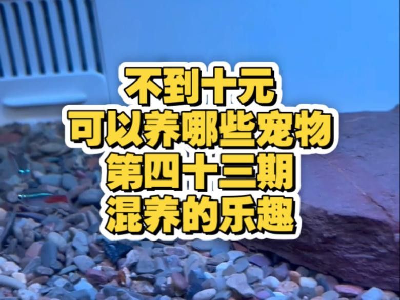 60cm缸養什么魚合適？