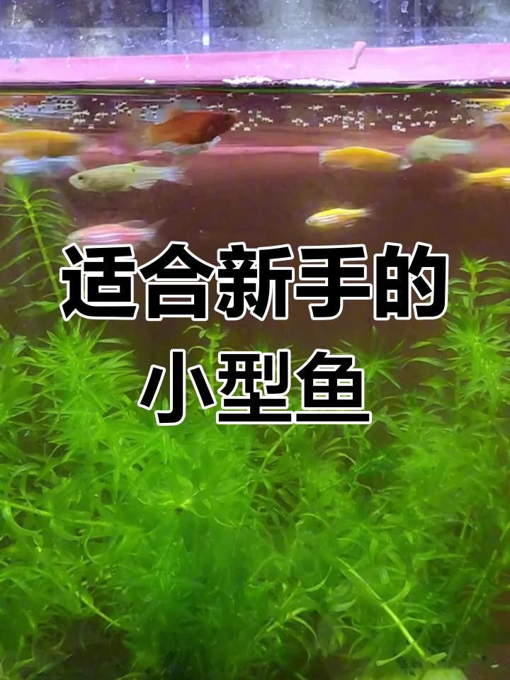 60cm缸養什么魚合適？
