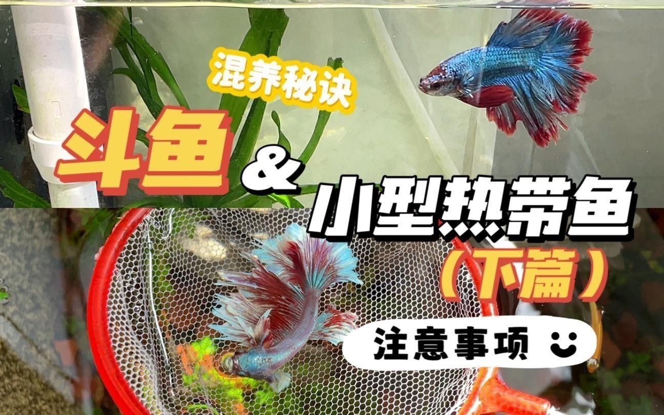 60cm缸養什么魚合適？
