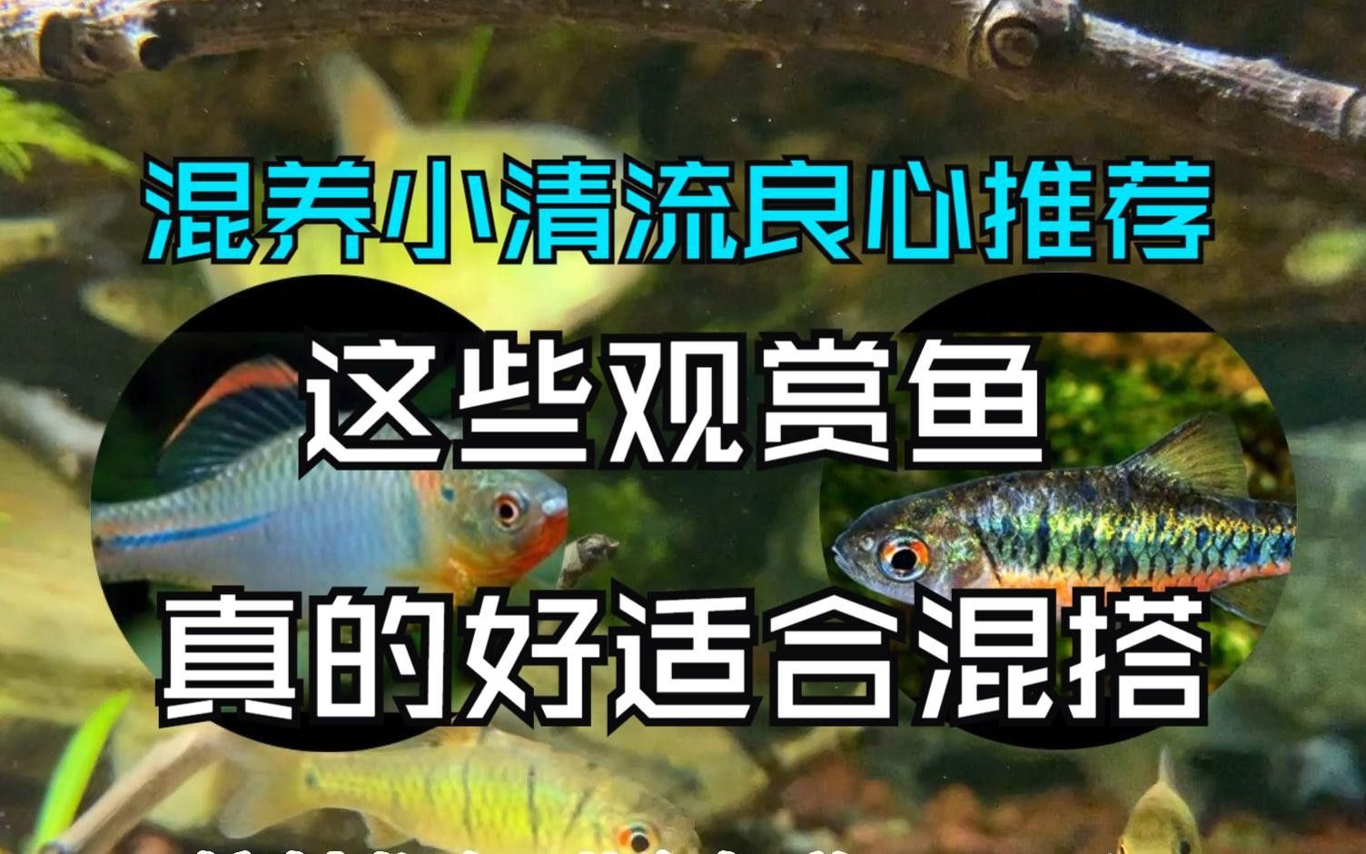 60cm缸養什么魚合適？