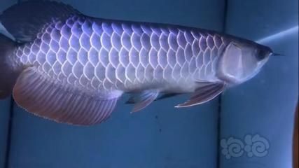 金龍魚(yú)古典藍(lán)底：金龍魚(yú)古典藍(lán)底過(guò)背金龍魚(yú)具有以下特性