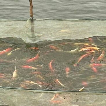 開封龍魚出售價格多少一斤 開封龍魚出售價格多少一斤 龍魚百科 第2張