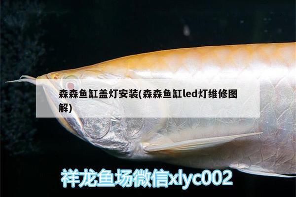 國內(nèi)龍魚都是進(jìn)口的嗎為什么（國內(nèi)龍魚并非全都是進(jìn)口的，中國市場上既有國產(chǎn)龍魚也有國產(chǎn)龍魚）