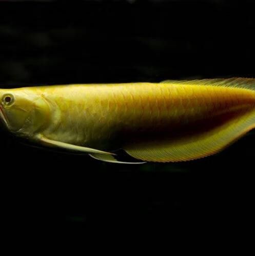 白子過背金龍魚多少錢一條圖片
