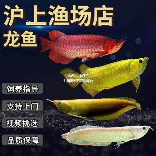 白子過背金龍魚多少錢一條圖片