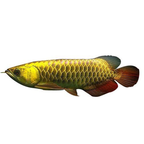 白子過背金龍魚多少錢一條圖片