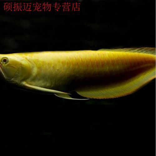 白子過背金龍魚多少錢一條圖片