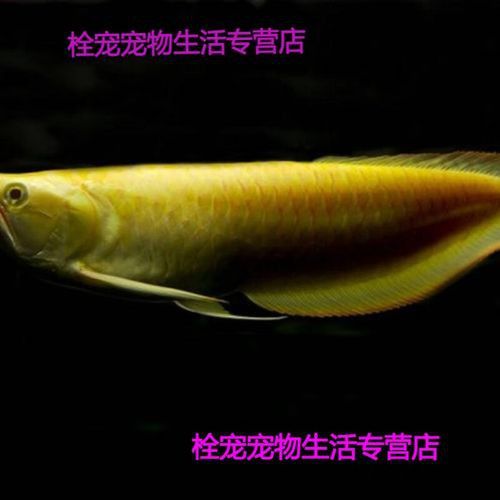 白子過背金龍魚多少錢一條圖片