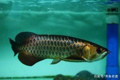 金龍魚買回來怎么過水：購買金龍魚后正確的過水方法可以幫助它們更好地適應新環境