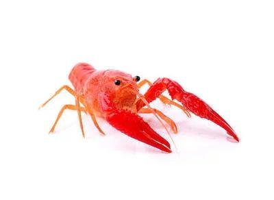 龍魚多久能生小龍蝦：龍魚一般多久能生小龍蝦 龍魚多久能生小龍蝦：龍魚一般多久能生小龍蝦 龍魚百科 第3張