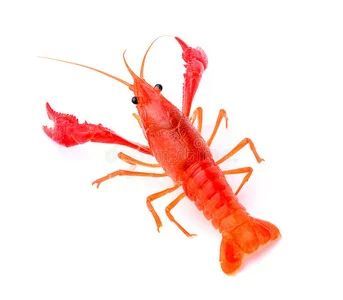龍魚多久能生小龍蝦：龍魚一般多久能生小龍蝦 龍魚多久能生小龍蝦：龍魚一般多久能生小龍蝦 龍魚百科 第1張