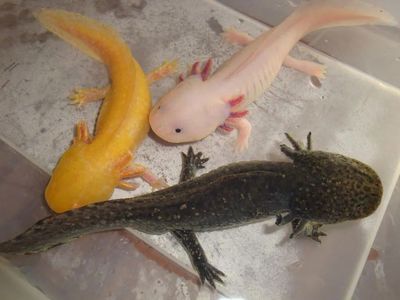 六角恐龍魚不吃食物怎么辦：六角恐龍魚不吃東西怎么辦
