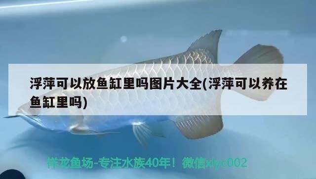 浮萍可以放魚缸里嗎圖片大全(浮萍可以養(yǎng)在魚缸里嗎) 浮萍可以放魚缸里嗎圖片大全(浮萍可以養(yǎng)在魚缸里嗎) 龍魚百科