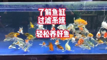 <strong><mark>西安</mark></strong>水族批發市場vs祥龍魚場（<strong><mark>西安</mark></strong>水族批發市場）