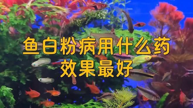 龍魚打粉病的治療方法有哪些？ 龍魚打粉病的治療方法有哪些？ 龍魚百科 第1張