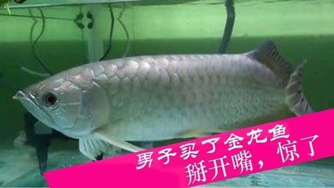 發金龍魚的說說搞笑（《關于金龍魚的搞笑說說》）