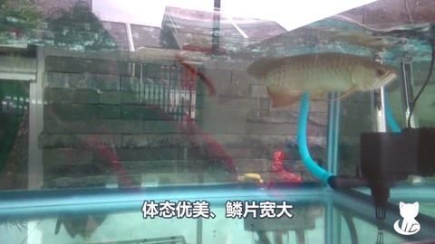 發金龍魚的說說搞笑（《關于金龍魚的搞笑說說》）